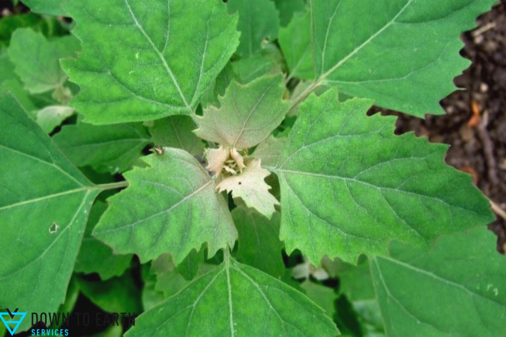lambs quarters